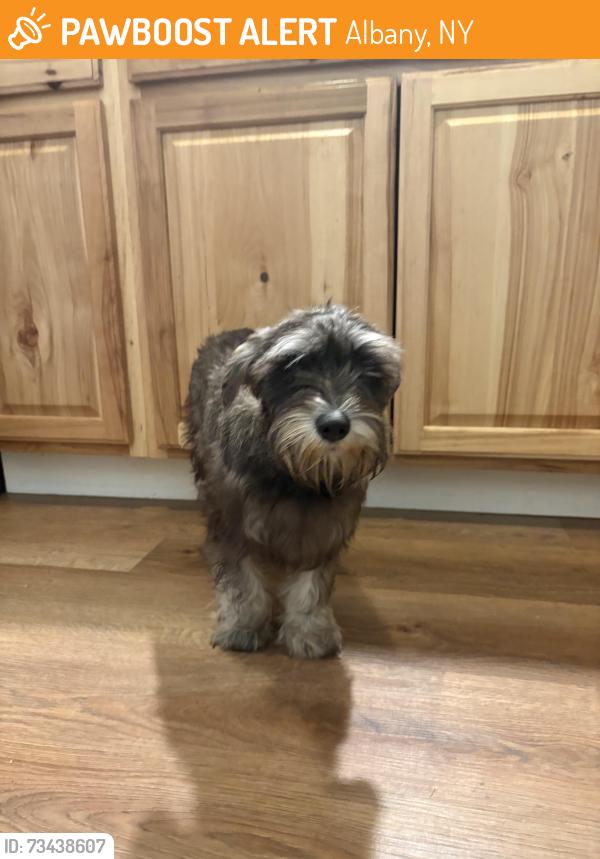 Found/Stray Female Dog last seen henry johnson & central ave, Albany, NY 12210