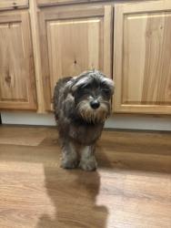 Found/Stray Female Dog last seen henry johnson & central ave, Albany, NY 12210