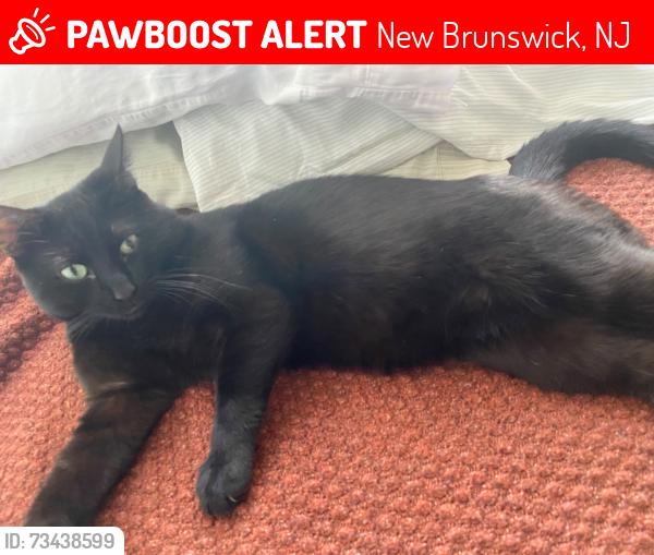 Lost Male Cat last seen Near jersey ave, New Brunswick, NJ 08901