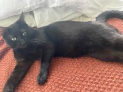 Lost Male Cat last seen Near jersey ave, New Brunswick, NJ 08901