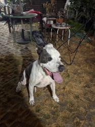 Reunited Male Dog last seen F St, Chula Vista, CA 91910, USA, Chula Vista, CA 91910