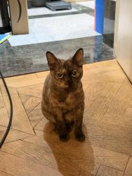 Lost Female Cat last seen There is a sainsburys nearby, Greater London, England 