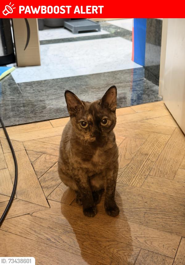 Lost Female Cat last seen There is a sainsburys nearby, Greater London, England 
