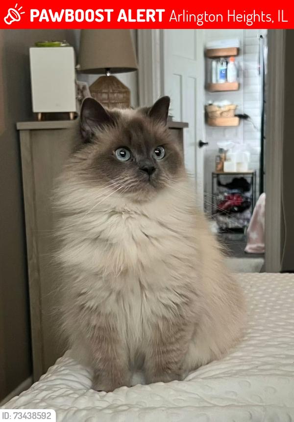Lost Female Cat last seen Kensington and Elmhurst, Arlington Heights, IL 60004