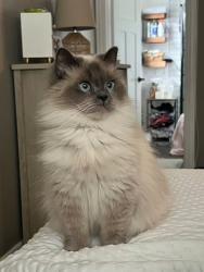 Lost Female Cat last seen Kensington and Elmhurst, Arlington Heights, IL 60004