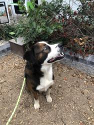 Found/Stray Male Dog last seen Half way between Little Rock and hot springs on highway 70, Hot Springs, AR 71901