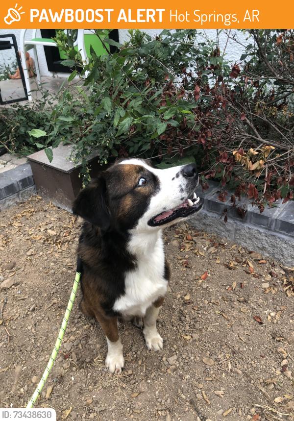 Found/Stray Male Dog last seen Half way between Little Rock and hot springs on highway 70, Hot Springs, AR 71901