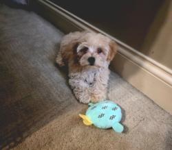 Lost Male Dog last seen Hines rd, lagrange, town rd, LaGrange, GA 30241