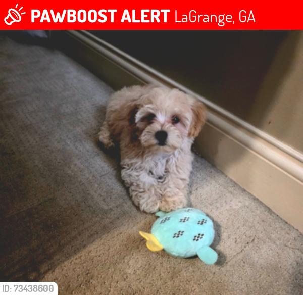 Lost Male Dog last seen Hines rd, lagrange, town rd, LaGrange, GA 30241
