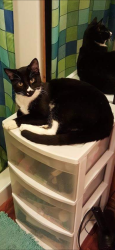 Lost Male Cat last seen N.Rebecca and N. Garfield, Scranton, PA 18504