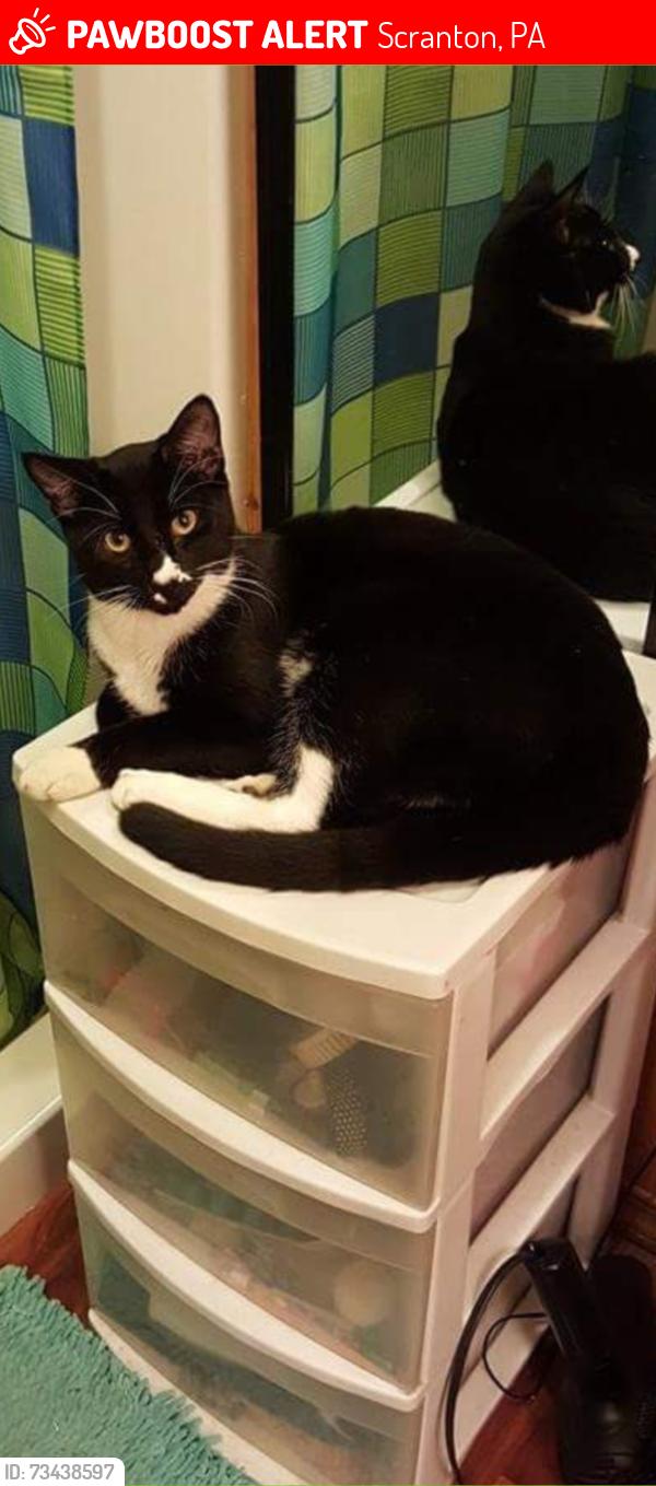 Lost Male Cat last seen N.Rebecca and N. Garfield, Scranton, PA 18504