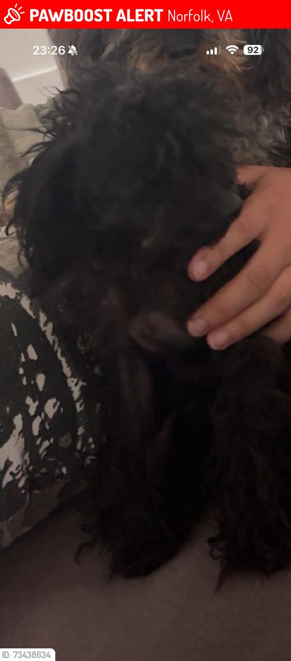 Lost Male Dog last seen N Briston ct, Norfolk, VA 23505