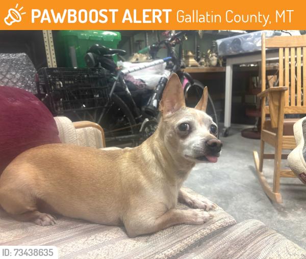 Found/Stray Male Dog last seen Story Rd and 8th near Cooper Park. Bozeman MT, Gallatin County, MT 59715