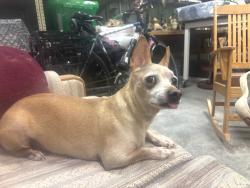 Found/Stray Male Dog last seen Story Rd and 8th near Cooper Park. Bozeman MT, Gallatin County, MT 59715