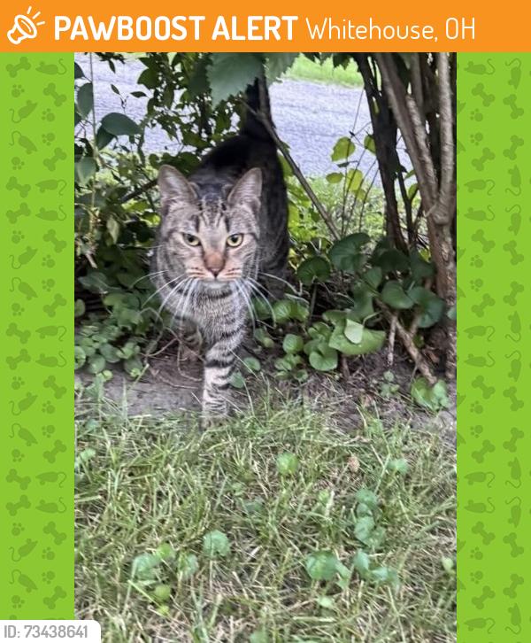 Found/Stray Unknown Cat last seen Behind the Whitehouse Inn, Whitehouse, OH 43571