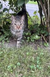 Found/Stray Unknown Cat last seen Behind the Whitehouse Inn, Whitehouse, OH 43571