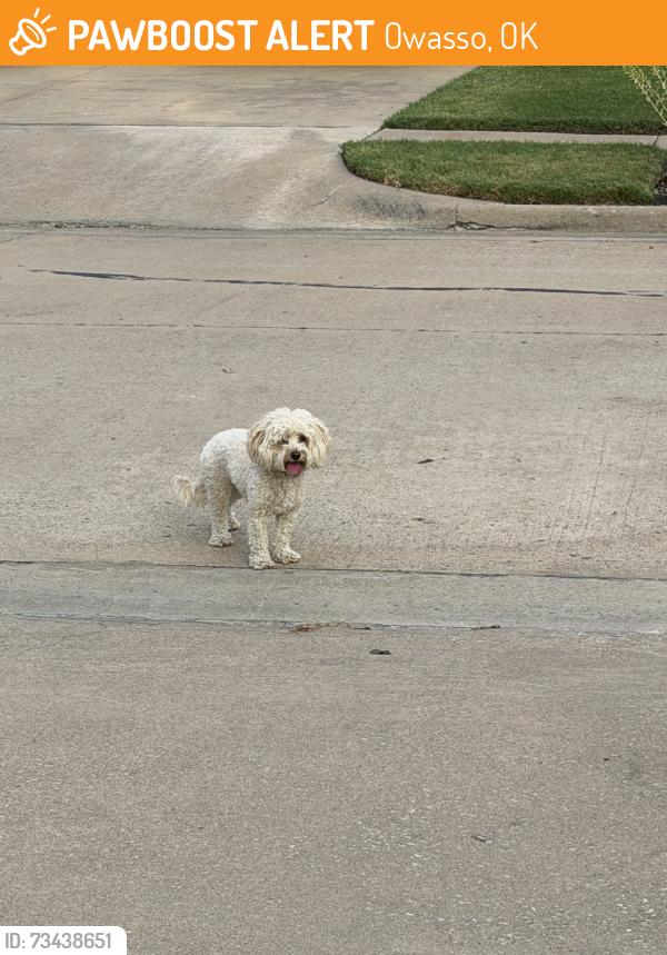 Found/Stray Unknown Dog last seen East 86th street N, Owasso, OK 74055