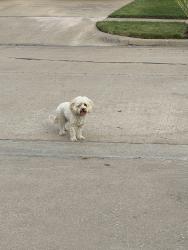 Found/Stray Unknown Dog last seen East 86th street N, Owasso, OK 74055