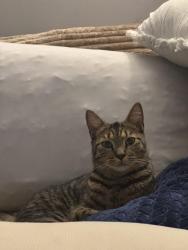 Lost Male Cat last seen Newport rd, Largo, FL 33764