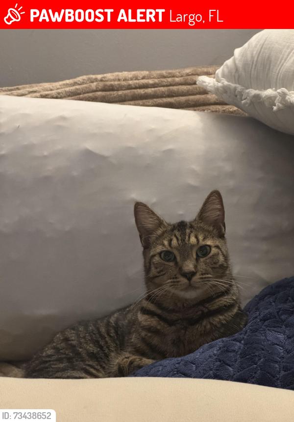 Lost Male Cat last seen Newport rd, Largo, FL 33764