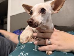 Found/Stray Female Dog last seen Ridge Road and Suzanne’s Place lane by 5 Point, Henderson County, NC 28792