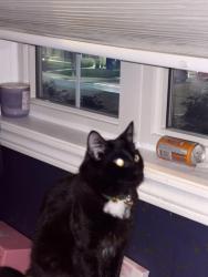 Lost Male Cat last seen Churchill meadows, Mississauga, ON L5M 7G2