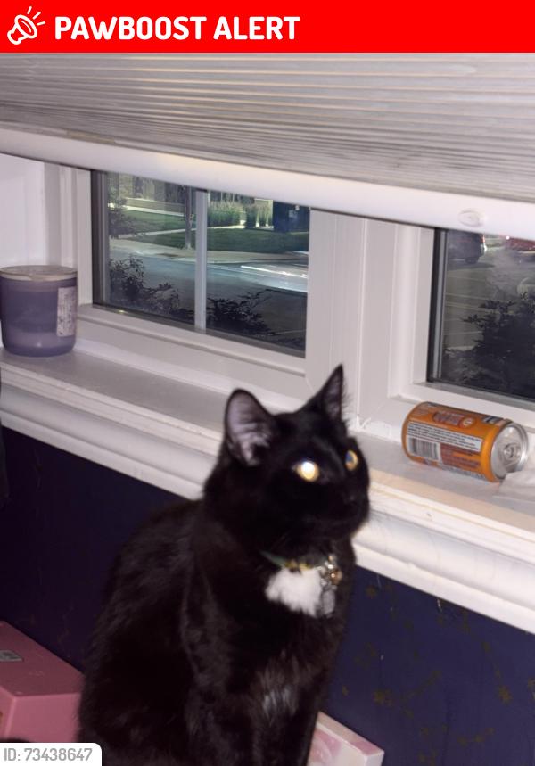 Lost Male Cat last seen Churchill meadows, Mississauga, ON L5M 7G2