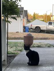 Found/Stray Unknown Cat last seen 162nd Street, Vancouver, WA 98684