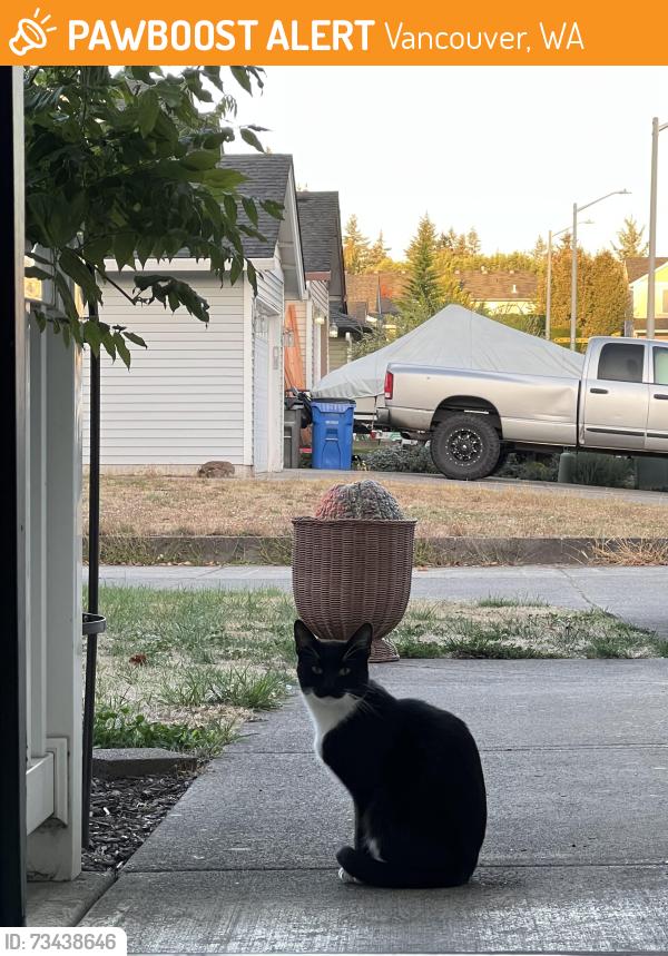 Found/Stray Unknown Cat last seen 162nd Street, Vancouver, WA 98684