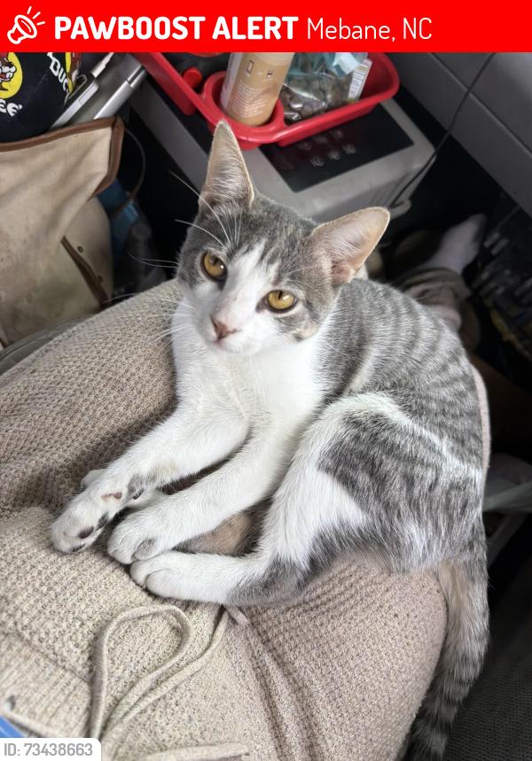 Lost Male Cat last seen Love’s Travel Stop, Mebane, NC 27302