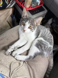 Lost Male Cat last seen Love’s Travel Stop, Mebane, NC 27302