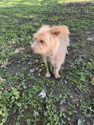 Found/Stray Unknown Dog last seen Ashland Water Treatment, Ashland, KY 41101
