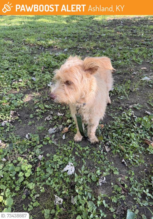 Found/Stray Unknown Dog last seen Ashland Water Treatment, Ashland, KY 41101