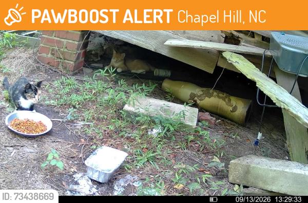 Found/Stray Female Cat last seen Lystra & Farrington Point Rd, Chapel Hill, NC 27517