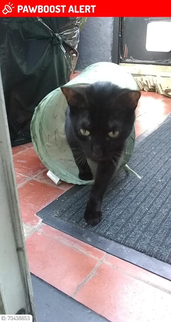 Lost Male Cat last seen Hithergreen lane, hithergreen clock tower, Greater London, England SE13 6SP