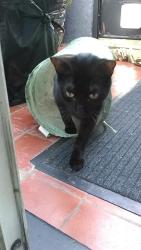 Lost Male Cat last seen Hithergreen lane, hithergreen clock tower, Greater London, England SE13 6SP