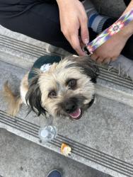 Lost Male Dog last seen Polk street and Hole Ave near the car wash, Riverside, CA 92505