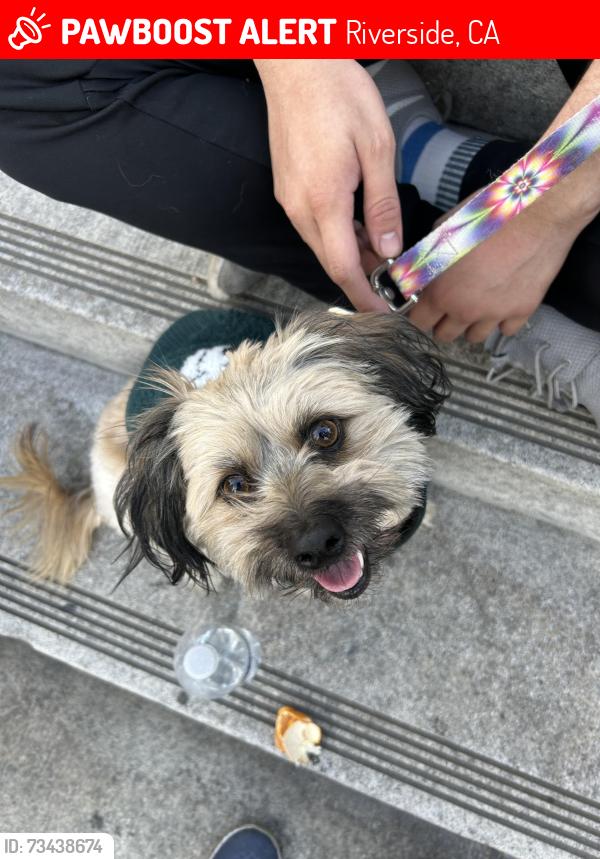 Lost Male Dog last seen Polk street and Hole Ave near the car wash, Riverside, CA 92505