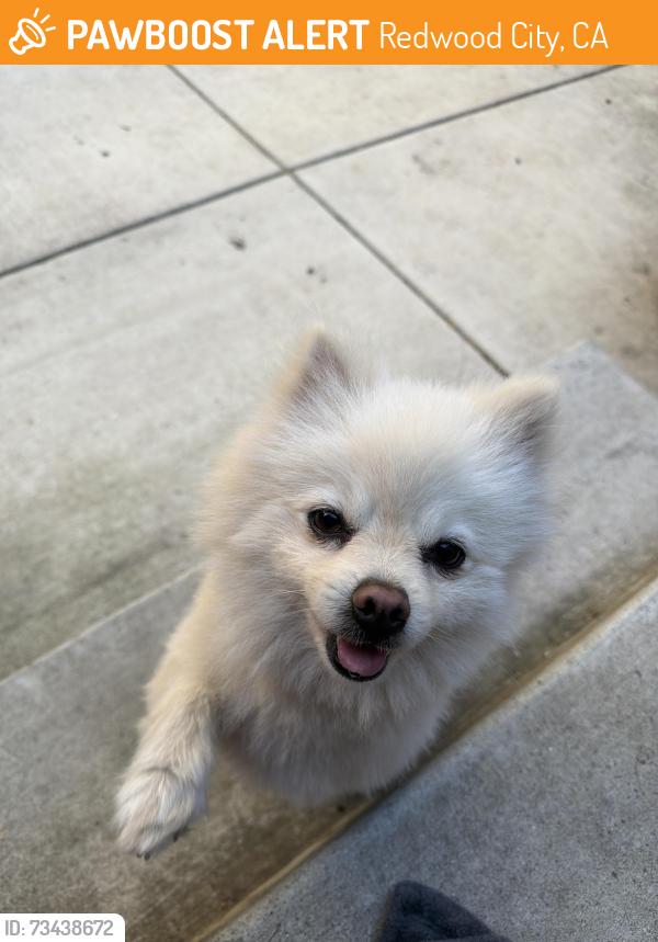 Found/Stray Male Dog last seen Middle of read, Redwood City, CA 94061
