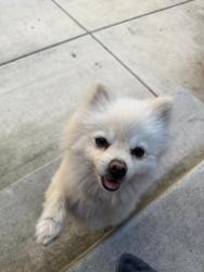 Found/Stray Male Dog last seen Middle of read, Redwood City, CA 94061