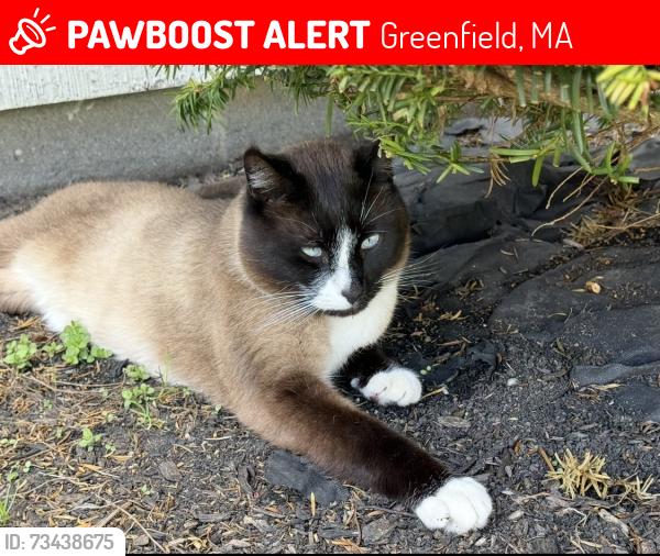 Lost Male Cat last seen Barton rd and Country club Rd, Greenfield, MA 01301