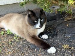 Lost Male Cat last seen Barton rd and Country club Rd, Greenfield, MA 01301