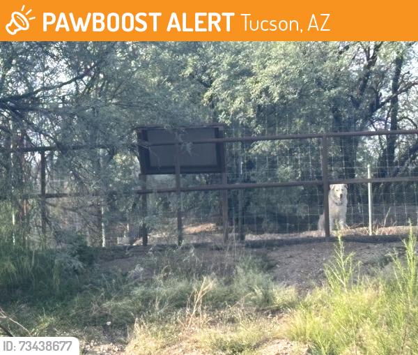 Found/Stray Unknown Dog last seen Bike trail, Tucson, AZ 85712