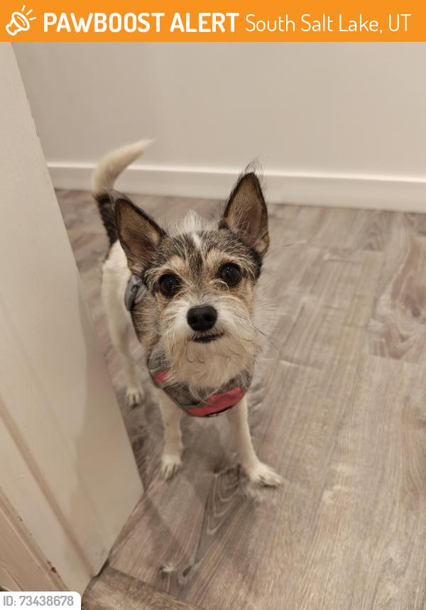 Found/Stray Male Dog last seen Near South 500 East - near Fitts Park, SLC, South Salt Lake, UT 84115