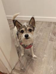 Found/Stray Male Dog last seen Near South 500 East - near Fitts Park, SLC, South Salt Lake, UT 84115