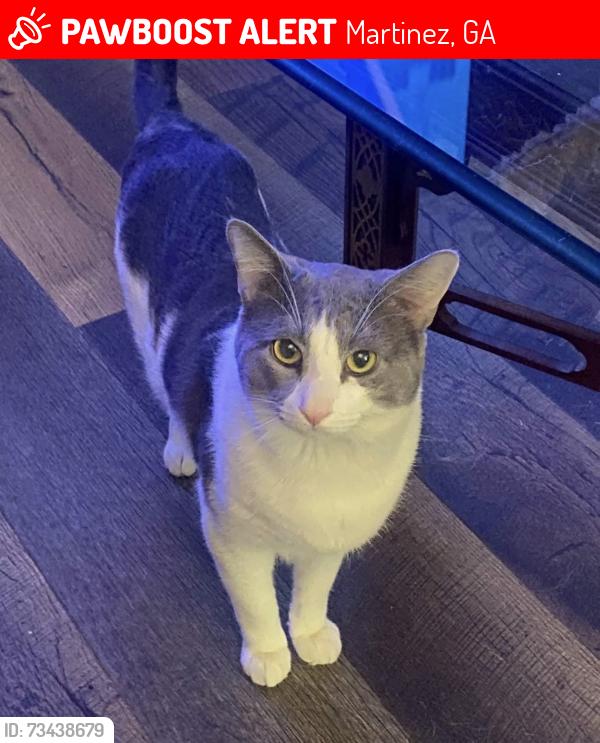 Lost Male Cat last seen Baston Rd, Rainbow Rd, Stardust Dr, Martinez, GA 30907