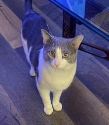 Lost Male Cat last seen Baston Rd, Rainbow Rd, Stardust Dr, Martinez, GA 30907