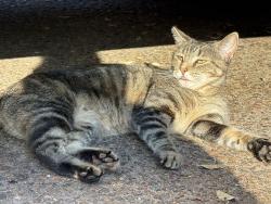 Found/Stray Female Cat last seen Fanuel street park, San Diego, CA 92109
