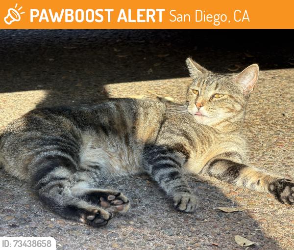 Found/Stray Female Cat last seen Fanuel street park, San Diego, CA 92109
