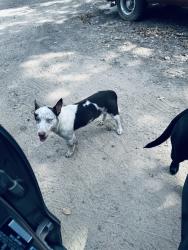 Found/Stray Male Dog last seen Intersection of 3080 and 316, Van Zandt County, TX 75124